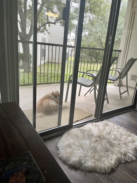 It is finally cold (55F) in Texas : r/pomeranian