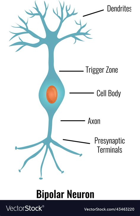 Multipolar Neuron Model 的图像结果