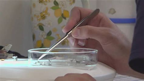 West Nile virus found in Fulton County: How it spreads and who is at ...