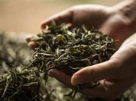 松萝茶适合什么人喝 喝松萝茶的好处与功效_绿茶的功效与作用_绿茶说