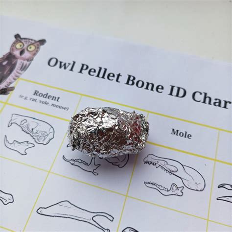 Shop | Science Kits | Single Standard Owl Pellet