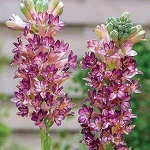SVG ® Rajnigandha Pink Colore Flower Bulbs For All Season Gardening ...