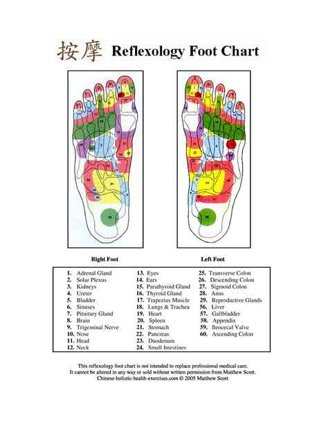 31 Printable Foot Reflexology Charts & Maps ᐅ TemplateLab