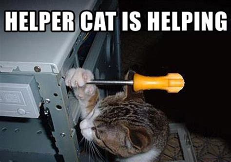 Image result for Cat Fixing Computer