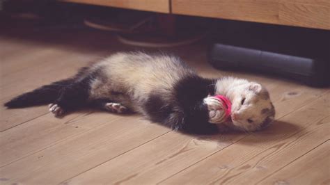 How Long Ferrets Live For – Average Lifespan of Ferrets (what you need to know) - The Pet Town