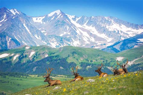 Wildlife in Colorado - Types of Coloradan Animals - A-Z Animals
