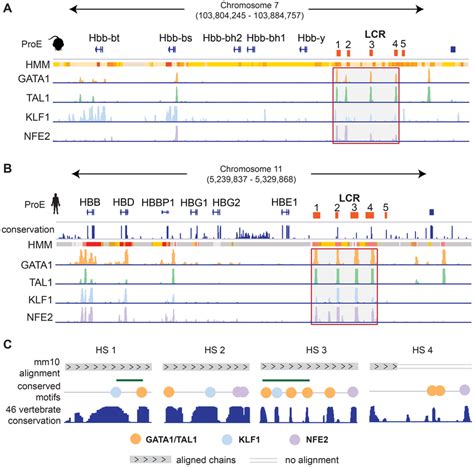 Image result for Locus Control Region Gene Expression