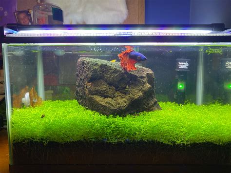 5 gallon Betta/shrimp tank w 6 shrimp, any advice : r/PlantedTank