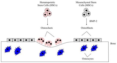 Bone Morphogenetic Protein-2 in Development and Bone Homeostasis