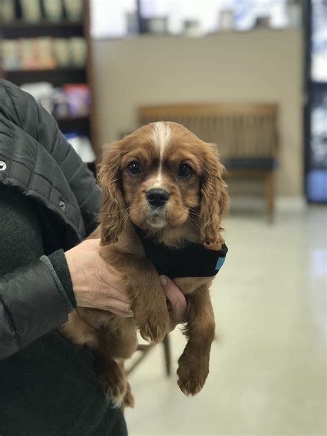 Pet Gallery Broad River Animal Hospital