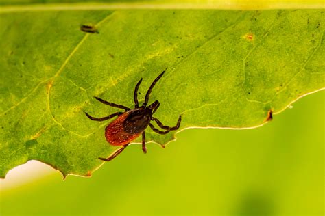Lyme Disease Information and Resources - Hopkins Medical Group