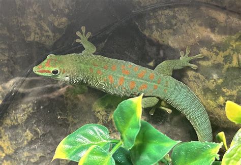 Giant Day Gecko