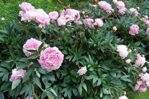 6. Sarah Bernhardt Peony (Paeonia lactiflora 'Sarah Bernhardt')