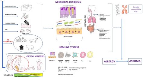 Microbiome and Asthma: Microbial Dysbiosis and the Origins, Phenotypes ...