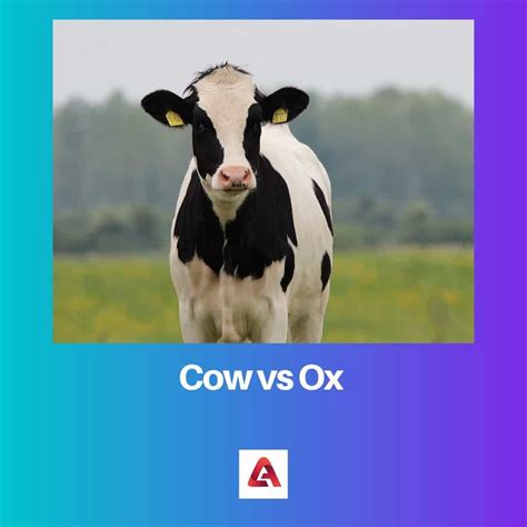 Cow vs Ox: Difference and Comparison