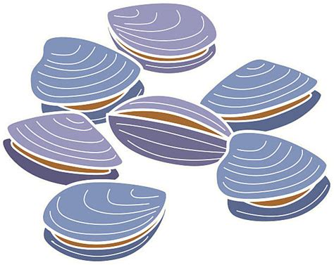 Clam Shell Illustrations, Royalty-Free Vector Graphics & Clip Art - iStock