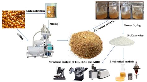 Biochemical and Structural Characterization of Ferulated Arabinoxylans ...