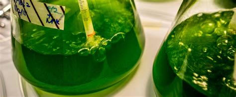 Microalgae cultivation | The Torch | Online short article magazine | Styvalley