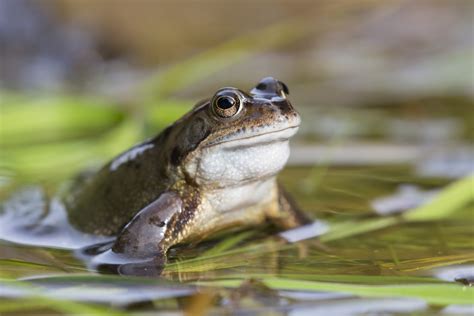 Frog Eats Bird