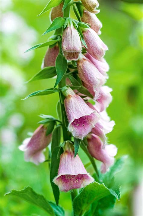 Foxglove Perennial Plants