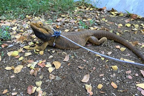 Image result for Real Lizards