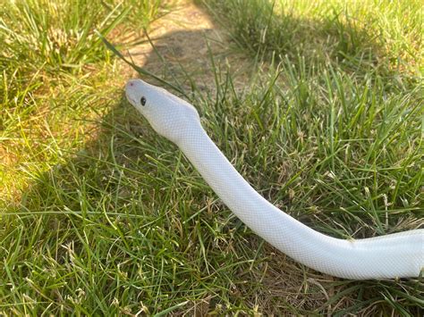 African Soft Fur Online Source? : r/snakes