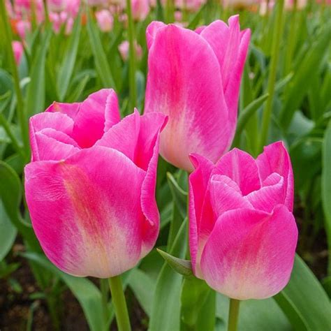 Buy Tulip Dynasty (Pink, White) - Bulbs online from Nurserylive at ...