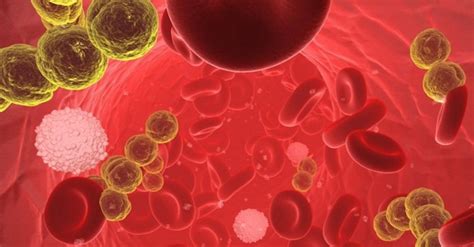 Image result for Bloodstream Pathogens