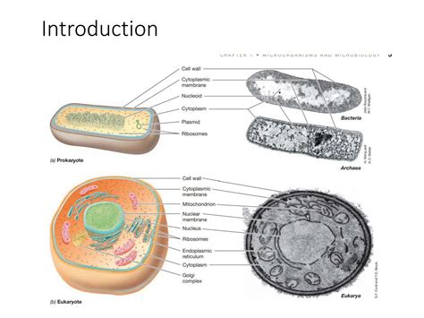 Image result for Prokaryote Structure