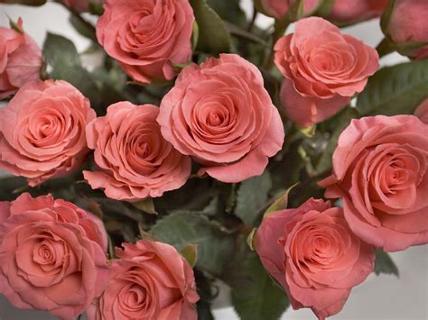 Free Images : petal, red, pink rose, floristry, floribunda, pink flower ...