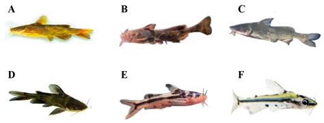 Profiling Genetic Breeding Progress in Bagrid Catfishes