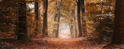 Download wallpaper 2560x1024 alley, autumn, trees, path, foliage ...