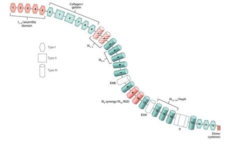 Image result for Fibronectin Molecular Structure