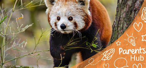 What Is International Red Panda Day? - Twinkl