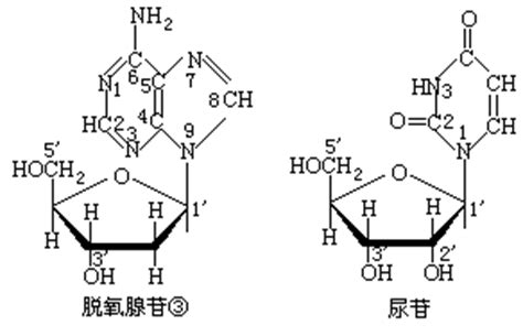 核苷酸的结构