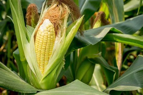 How To Grow Sweetcorn In Your Kitchen Garden