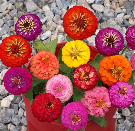 Zinnia Lilliput Mix (Zinnia elegans) | Applewood Seed Company