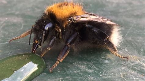 Image result for Free-Flying Bee Video Clips