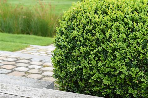 10 Best Deer-Resistant Shrubs for Landscaping