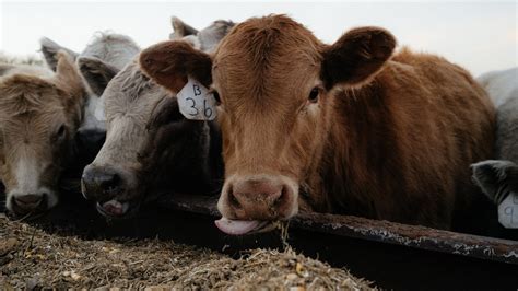 Leveraging the Price Slide: A Marketing Opportunity Amid Record-High ...