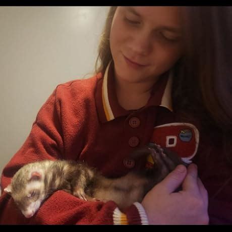 Buy Wildspire Heroes, Animal Companions & Troll King for DND Miniatures ...