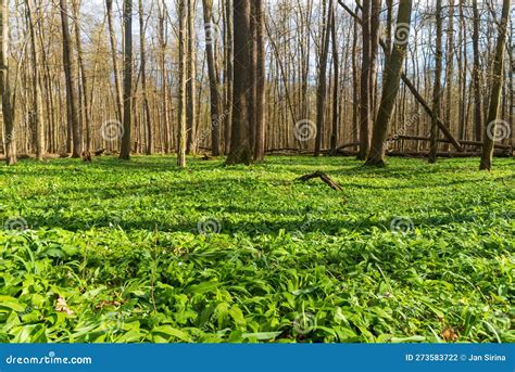 Early Springtime Forest with Lot of Allium Ursinum Plants Stock Photo ...