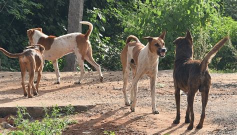Hyderabad: Four-Year-Old Injured By Stray Dogs, Days After A Five-Year ...