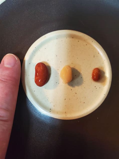 is tiny bean! On the left is a kidney bean, middle is a great white ...