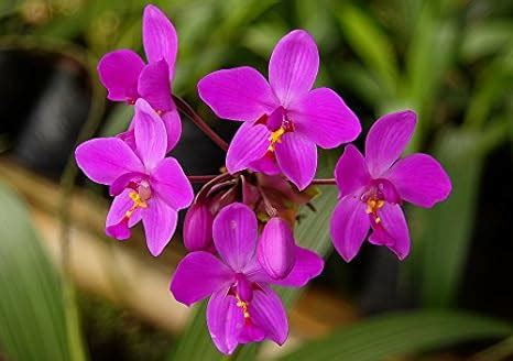 Ground or Spathoglottis Orchids | How to take care of Ground Orchids at ...