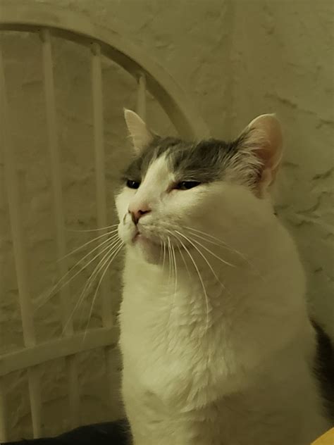 Suspicious Cat Memes - Imgflip