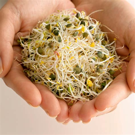 Alfalfa Sprout Seed, Sprouts, Heirloom – Country Creek LLC