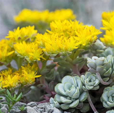 Succulents Sedum Plants