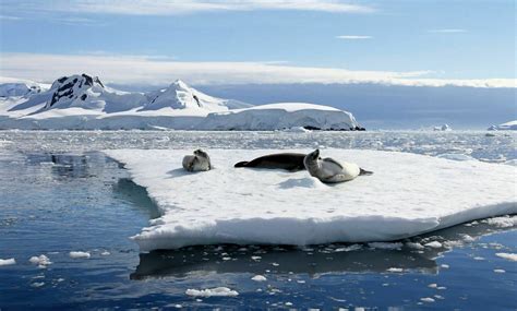 Protecting Antarctica - Antarctic and Southern Ocean Coalition