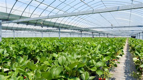 Image result for Agriculture